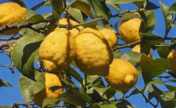 Lo sapevi che sul Gargano si trova la varietà di limone più antica d’Italia?
