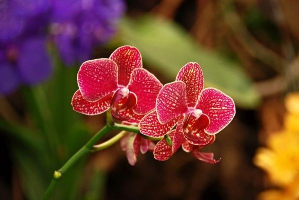 Alla Scoperta delle orchidee spontanee del Gargano